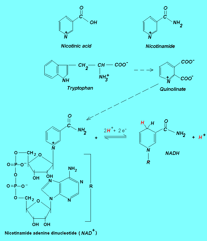 vitamin b3 structure